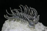 Spine-On-Spine Koneprusia Trilobite - Spectacular #22125-1